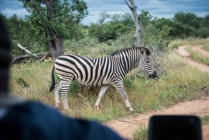 Fra Johannesburg: 6-dagers klassisk safari i Kruger nasjonalpark