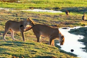 From Johannesburg: 6-Days luxury Kruger Park Safari