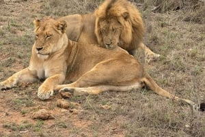 From Johannesburg: 6-Days luxury Kruger Park Safari