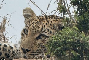 From Johannesburg: 6-Days luxury Kruger Park Safari