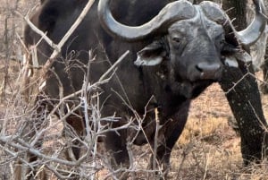 From Johannesburg: 6-Days luxury Kruger Park Safari