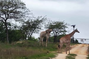 From Johannesburg: 6-Days luxury Kruger Park Safari