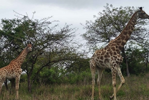 From Johannesburg: 6-Days luxury Kruger Park Safari