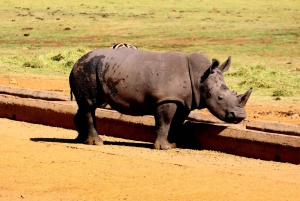 Vanuit Johannesburg: 6-daagse luxe Kruger Park safari