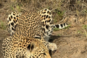 Vanuit Johannesburg: 6-daagse luxe Kruger Park safari