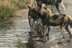 Vanuit Johannesburg: 6-daagse luxe Kruger Park safari