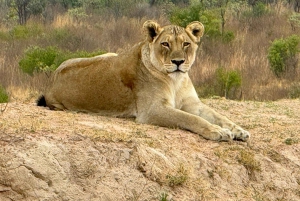 Vanuit Johannesburg: 6-daagse luxe Kruger Park safari