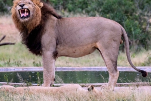 Vanuit Johannesburg: 6-daagse luxe Kruger Park safari