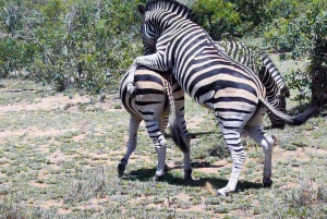 Vanuit Johannesburg: 6-daagse luxe Kruger Park safari