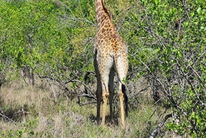 Vanuit Johannesburg: 6-daagse luxe Kruger Park safari