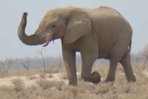 Vanuit Johannesburg: 6-daagse luxe Kruger Park safari