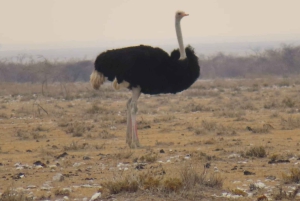 Vanuit Johannesburg: 6-daagse luxe Kruger Park safari