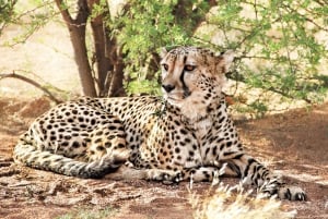 From Johannesburg: A.V.D Cheetah Centre Half Day Tour