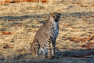 From Johannesburg: A.V.D Cheetah Centre Half Day Tour