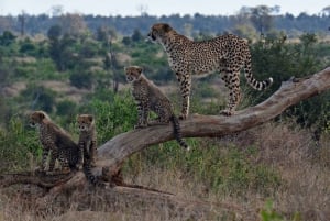 From Johannesburg: A.V.D Cheetah Centre Half Day Tour