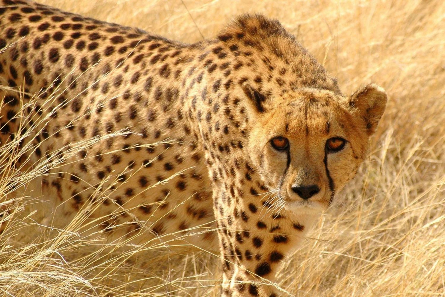 From Johannesburg: Cheetah Tour