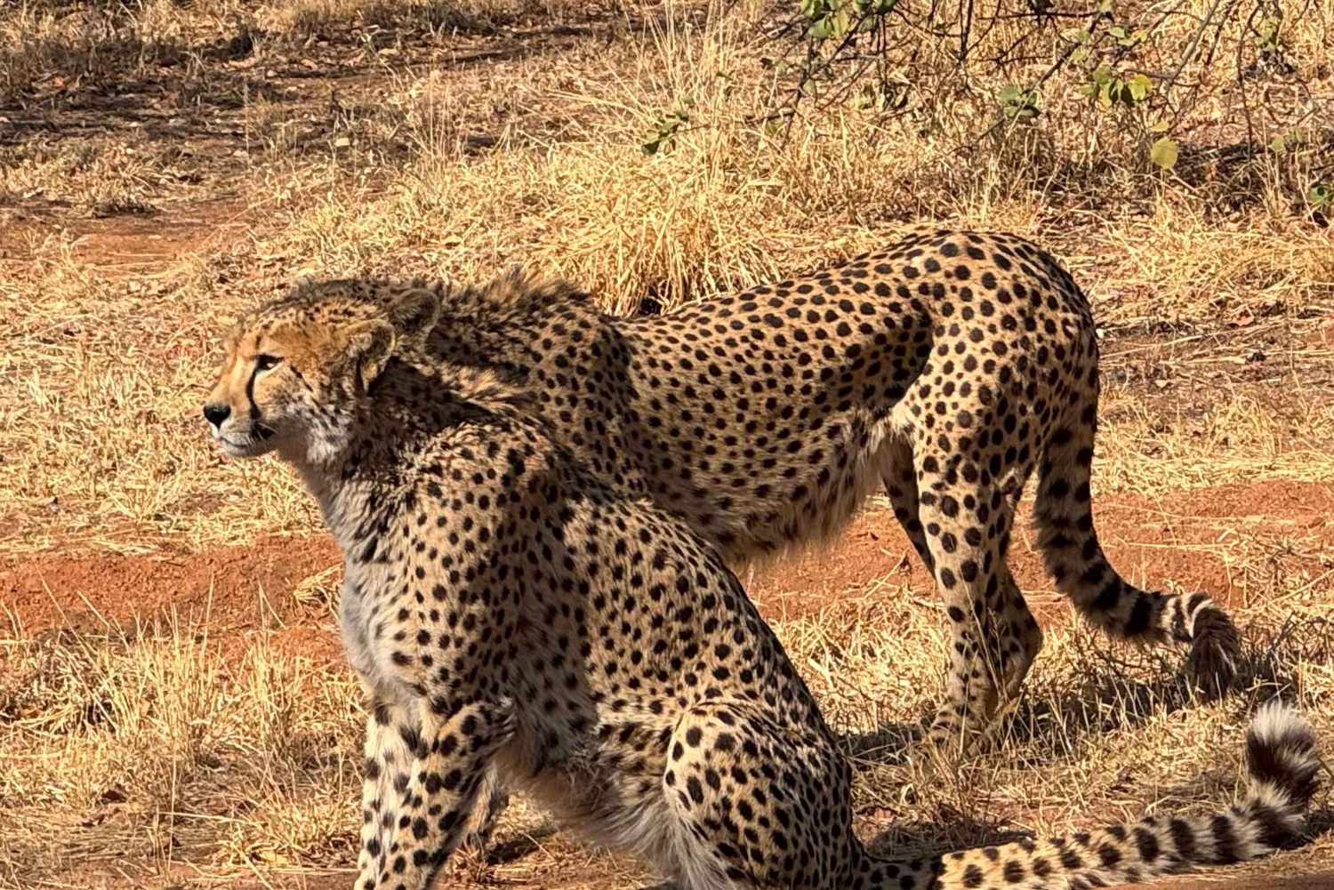 Z Johannesburga: Wycieczka z gepardem