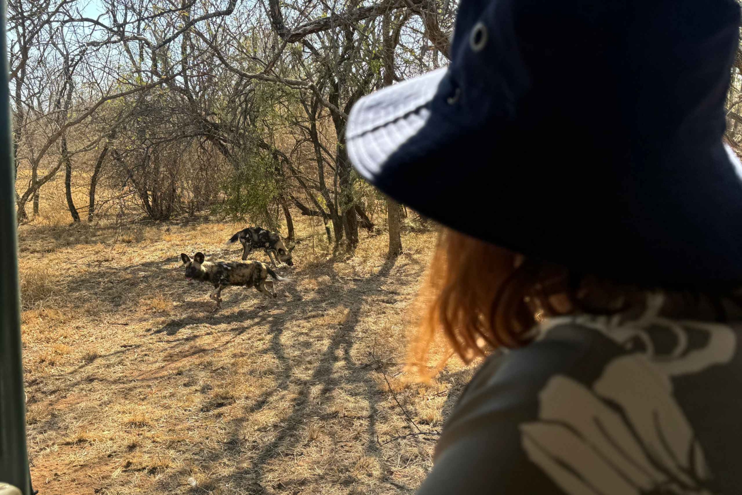 Z Johannesburga: Wycieczka z gepardem