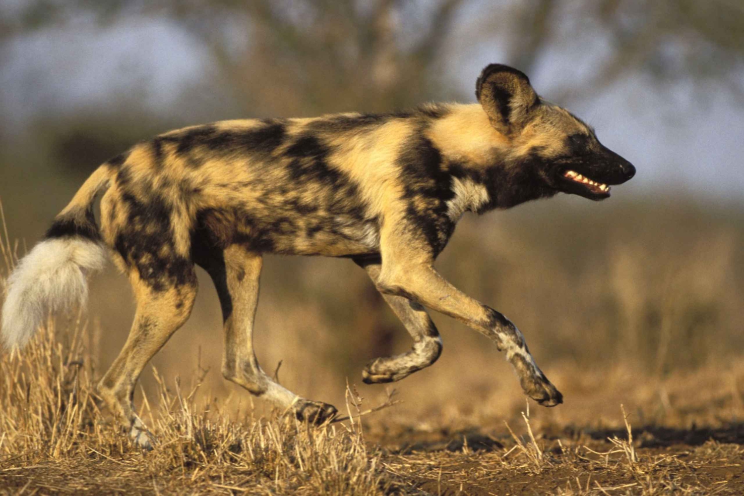 Z Johannesburga: Wycieczka z gepardem