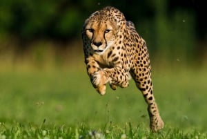 From Johannesburg: Cheetah Tour