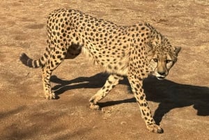 From Johannesburg: Cheetah Tour