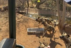 From Johannesburg: Cheetah Tour