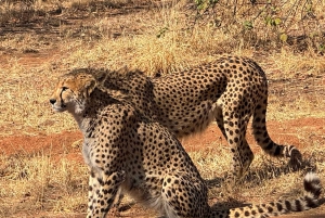 Z Johannesburga: Wycieczka z gepardem