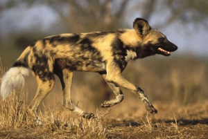 Z Johannesburga: Wycieczka z gepardem
