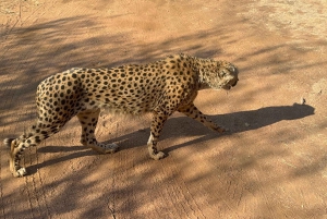 Z Johannesburga: Wycieczka z gepardem