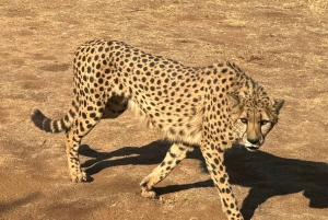 Z Johannesburga: Wycieczka z gepardem