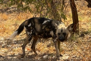 Z Johannesburga: Wycieczka z gepardem