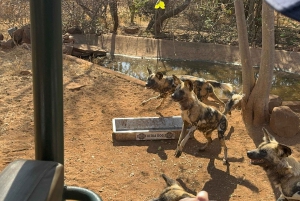 Z Johannesburga: Wycieczka z gepardem