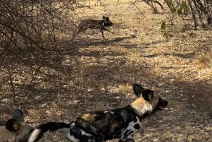 Z Johannesburga: Wycieczka z gepardem