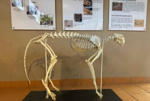 Z Johannesburga: Wycieczka z gepardem