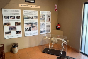 Z Johannesburga: Wycieczka z gepardem