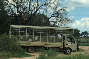 Von Johannesburg aus: Wiege der Menschheit und Löwensafari