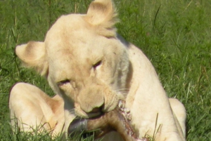 Desde Johannesburgo: Cuna de la Humanidad y Safari del León