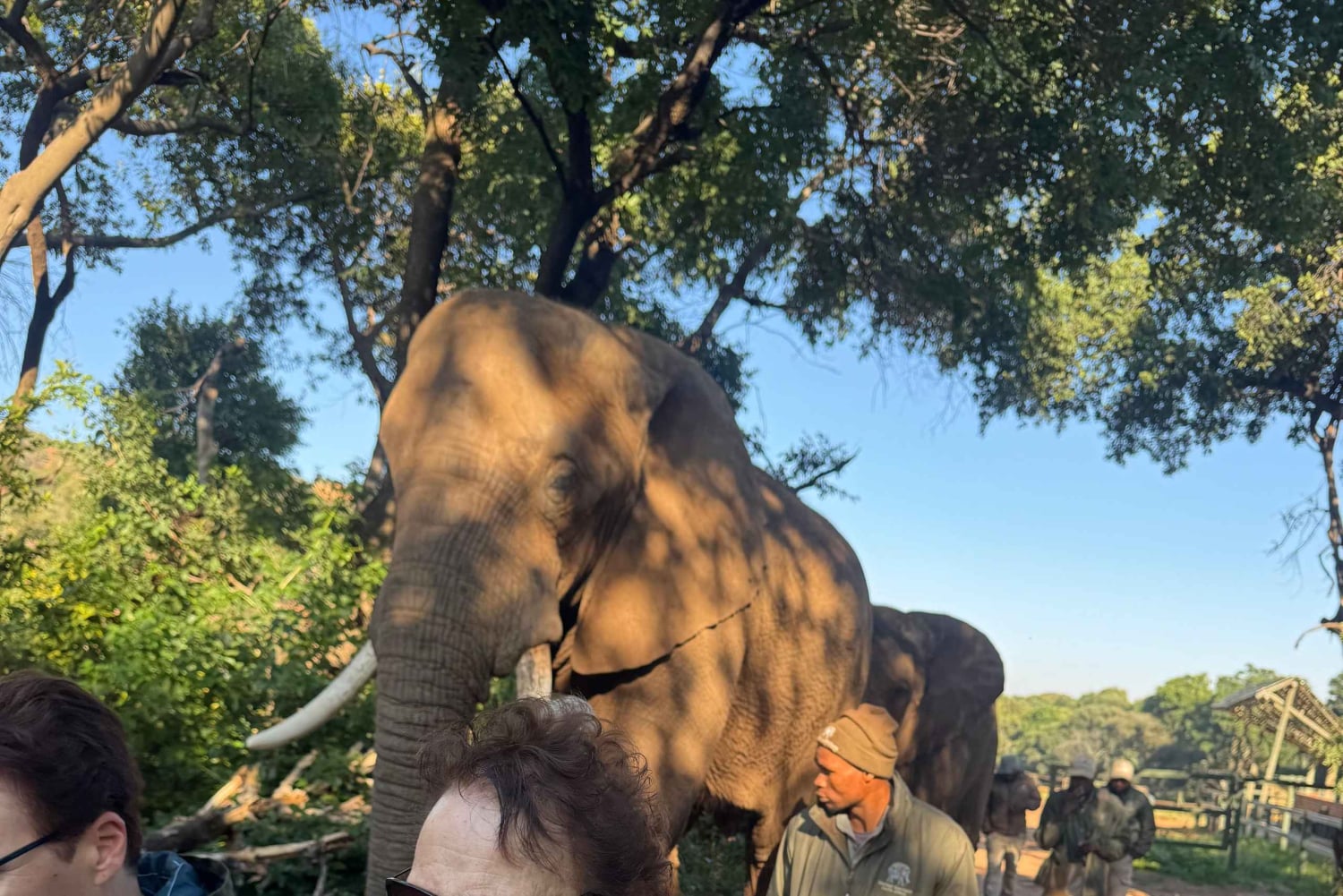 Из Йоханнесбурга: однодневная поездка в заповедник слонов и обезьян