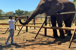 Von Johannesburg aus: Tagestour zum Elefanten- und Affengehege