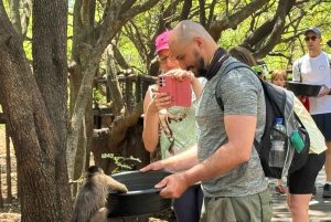 From Johannesburg: Elephant and Monkey Sanctuary Day Trip
