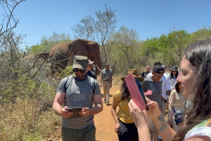 From Johannesburg: Elephant and Monkey Sanctuary Day Trip