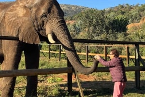 De Joanesburgo: Viagem de 1 dia ao Santuário do Elefante e do Macaco