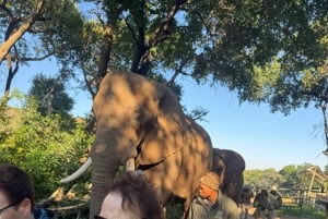 Из Йоханнесбурга: однодневная поездка в заповедник слонов и обезьян