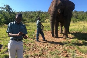 Из Йоханнесбурга: однодневная поездка в заповедник слонов и обезьян