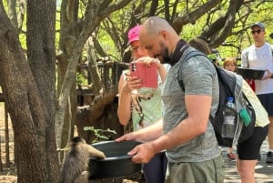 Из Йоханнесбурга: однодневная поездка в заповедник слонов и обезьян