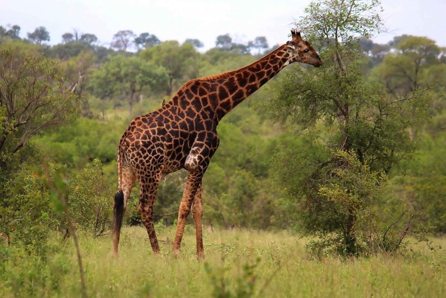 From Johannesburg: Full-Day Kruger National Park Safari