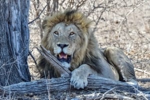 From Johannesburg: Full-Day Kruger National Park Safari