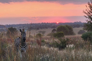 From Johannesburg: Full Day Safari to Dinokeng Game Reserve