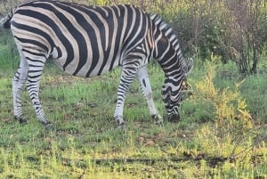 From Johannesburg: Full Day Safari to Dinokeng Game Reserve