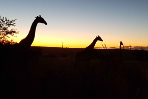 From Johannesburg: Half-Day Safari to Dinokeng Game Reserve